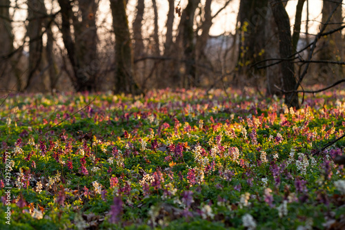 Fototapeta Naklejka Na Ścianę i Meble -  Beautiful wild flowers(Corydalis cava) in the forest, under warm evening light