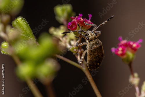 Pentatomomorph Bug nymph photo