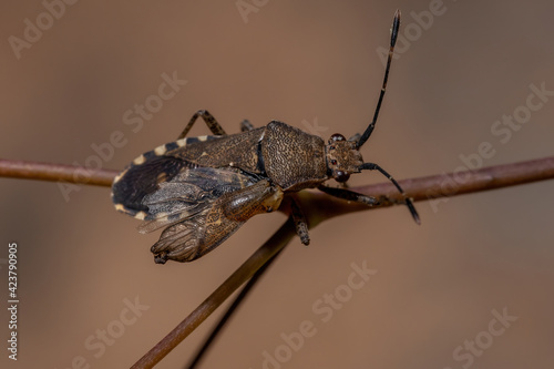 Adult Leaf-footed Bug photo