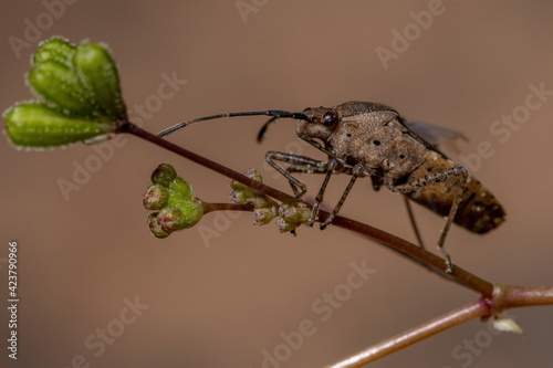 Adult Leaf-footed Bug photo