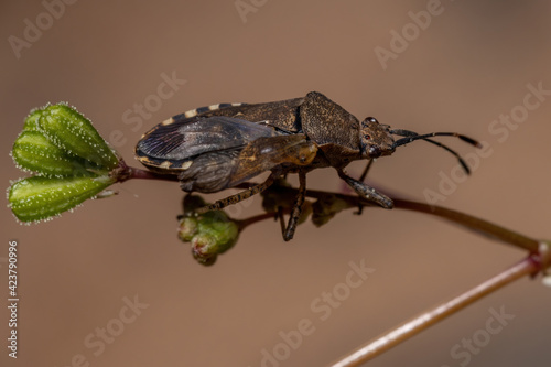 Adult Leaf-footed Bug photo