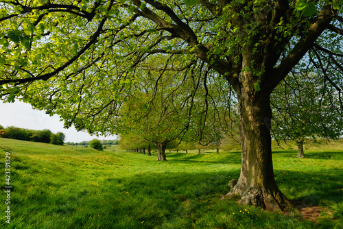 Fototapeta Naklejka Na Ścianę i Meble -  Deserted public park with trees bursting into leaf in spring. Beverley, UK.