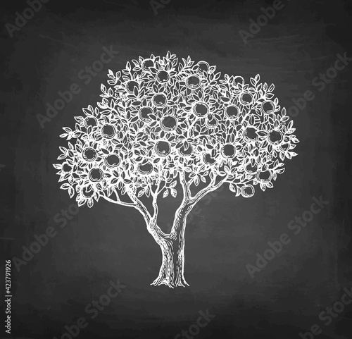 Chalk sketch of apple tree.