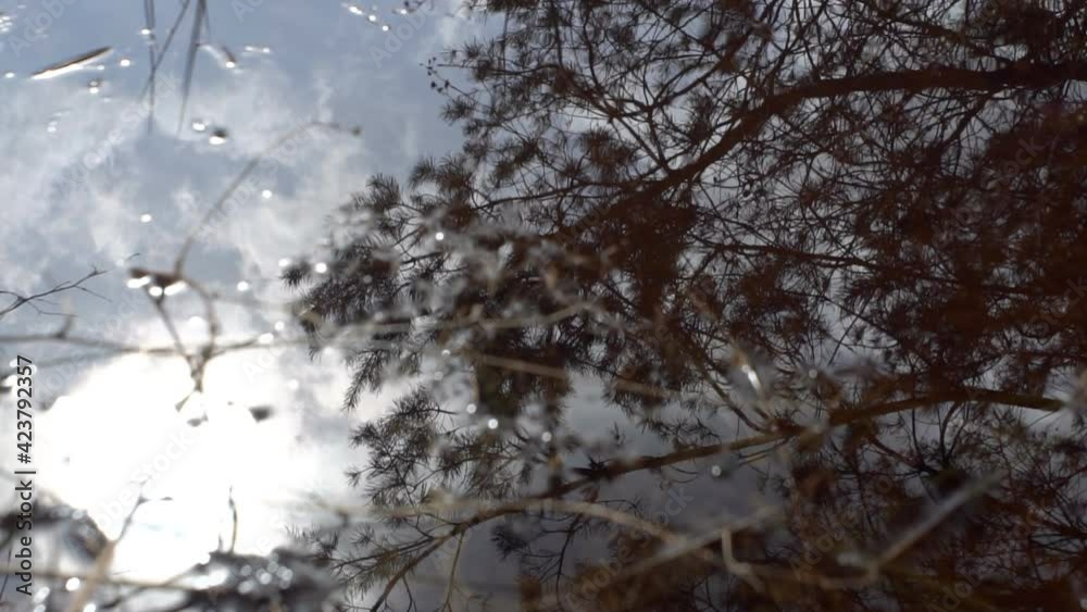 reflection of tree branches in water reflection of tree branches in water