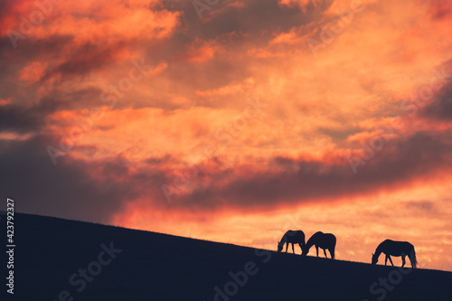 Horses graze on the hill at sunset. Silhouettes of horses against the purple sky with clouds. Beautiful autumn landscape. Gil-Su valley in North Caucasus  Russia