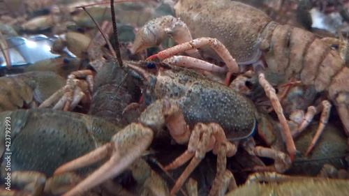 Live crayfish crawl in the aquarium in the shopping center. Trade in delicacies.