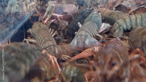 Live crayfish crawl in the aquarium in the shopping center. Trade in delicacies.