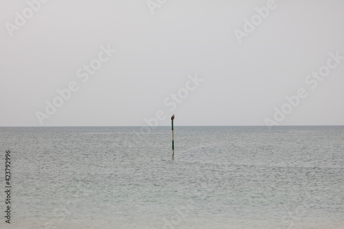 playa calmada con ave posada y gran espacio © Manuel