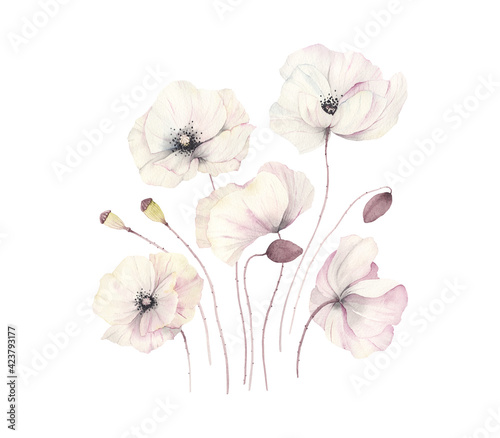 Floral card with delicate poppies, watercolor isolated illustration flowers poppy in vintage style for your design invitation, greeting cards, poster, cover.