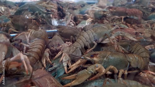 Live crayfish crawl in the aquarium in the shopping center. Trade in delicacies.