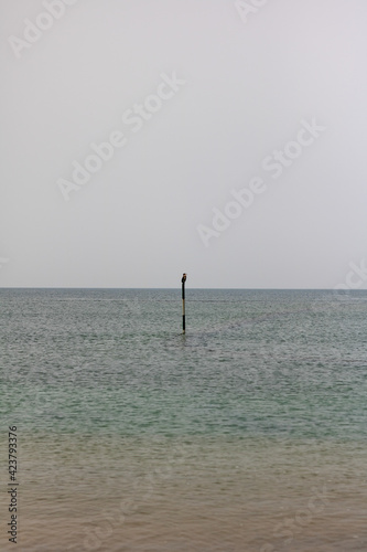 playa calmada con ave posada y gran espacio © Manuel