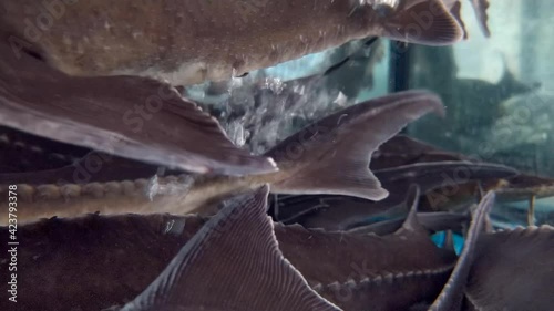 Live fish swim in the aquarium in the shopping center. Lots of air bubbles. Trade in delicacies.