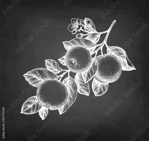 Chalk sketch of branch with apples.
