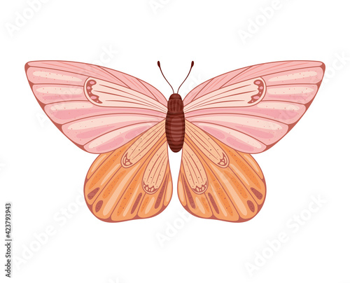 colored butterfly isolated