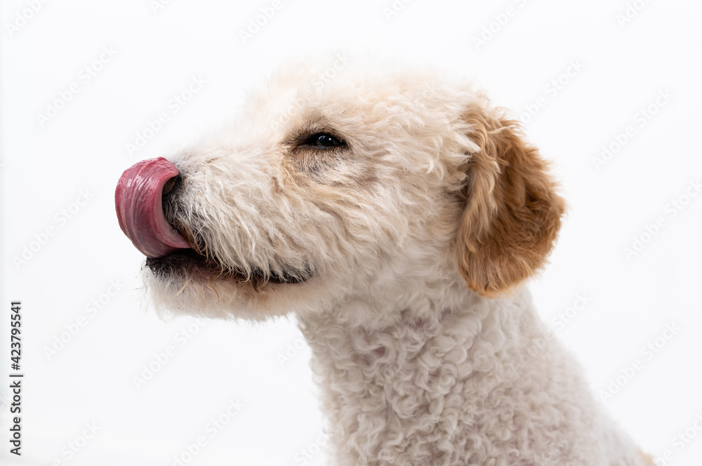 Young dog isolated on white background