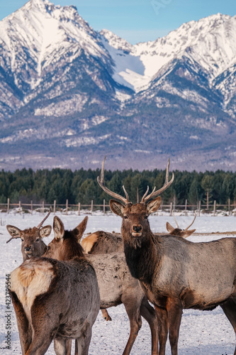 Herd of Elks Cervus elaphus sibiricus Grazing in Winter with Mountains at Background