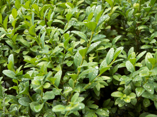 Wallpaper Mural Green bush leaves with water drops close up front view Torontodigital.ca