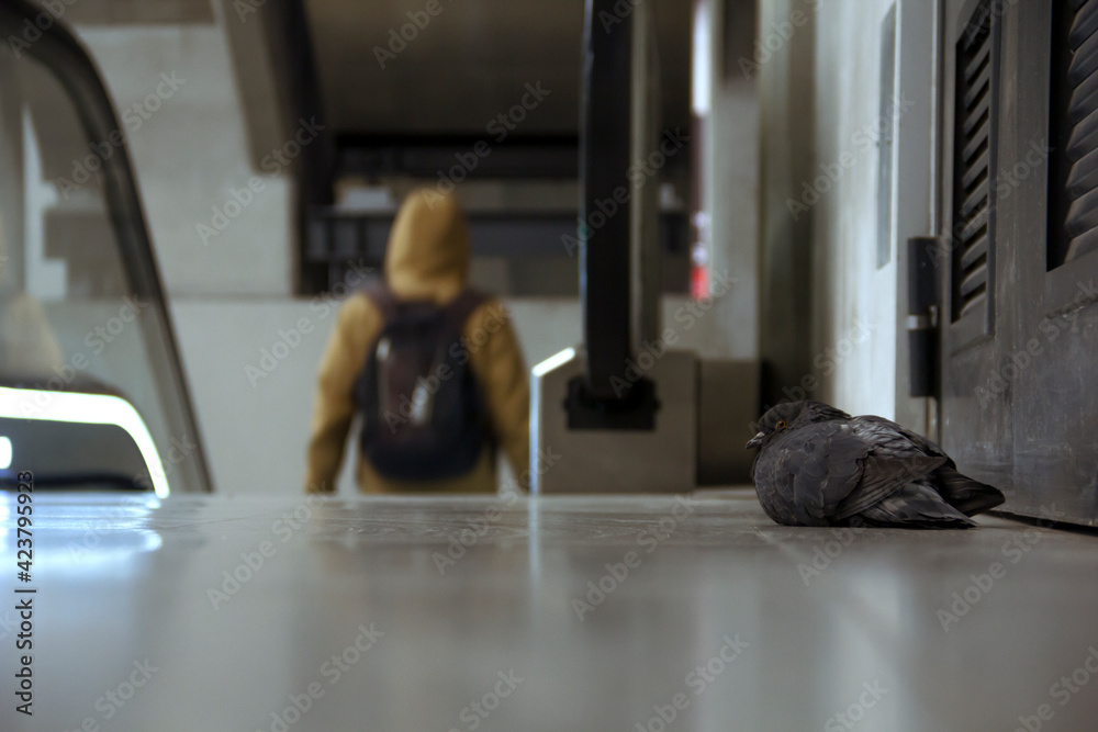 Fototapeta premium pigeon inside underground subway