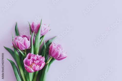 Tender violet tulips on pastel violet background. Greeting card for Women's day.