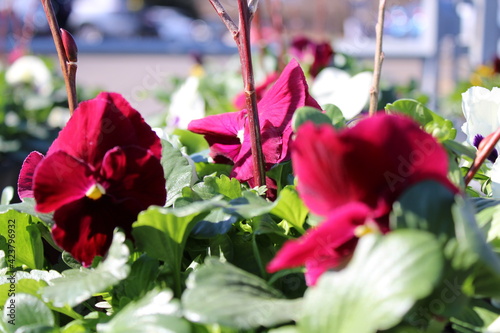burgundy and white flowers