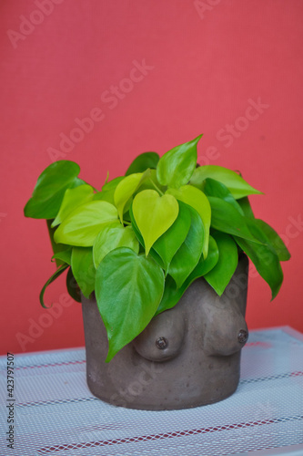 philodendron lemon lime potted with breast