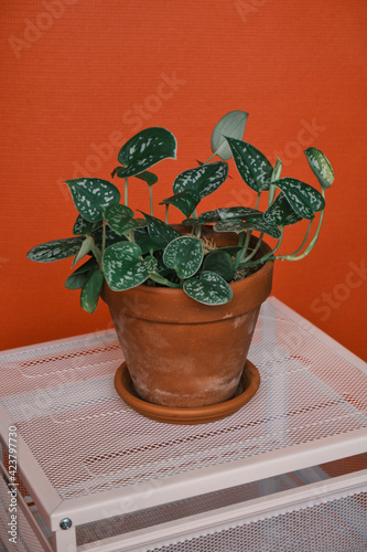 scindapsus pictus ‘argyraeus. satin pothos in a pot