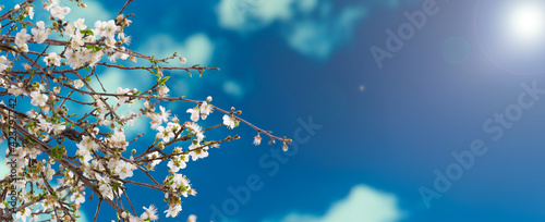 It's spring time. White flowers on tree branches background sunny blue sky