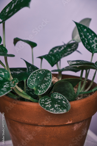 scindapsus pictus ‘argyraeus. satin pothos in a pot