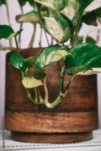 manjula pothos standing in a pot on a gray background