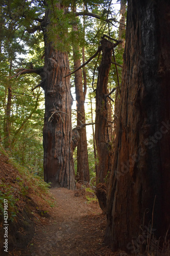 A path weaves through a group of small redwood trees in Garrapata State Park, California.