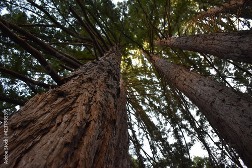 A canopy view of a group of redwood trees in Garrapata State Park, California. © Mel