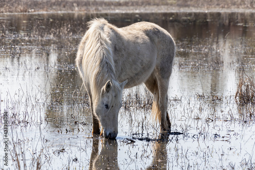 White horse in wetland in national park in Spain (Aiguamolls de l Emporda) © Arpad