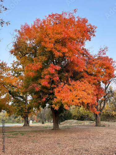 autumn trees in park