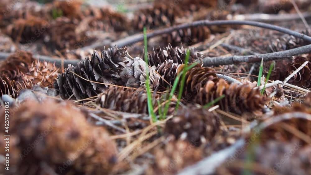 Pile of pine cones on forest floor Pile of pine cones on forest floor