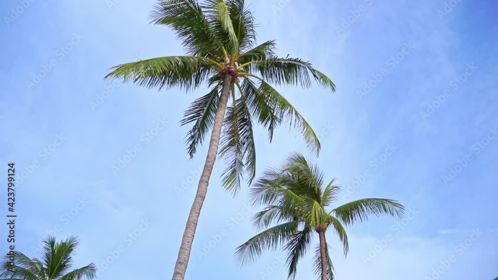 Coconut palm trees on cloudy sky background and daytime slow-motion pan left Coconut palm trees on cloudy sky background and daytime slow-motion pan left
