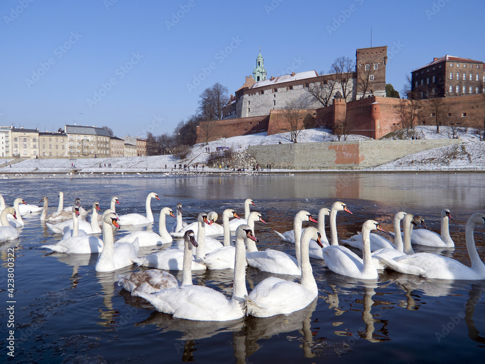 herd of swans on the visula river in cracow with wawel castel in the winter