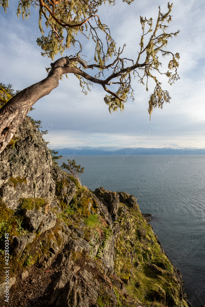 Arbutus tree on the coast of the Salish Sea Arbutus tree on the coast of the Salish Sea