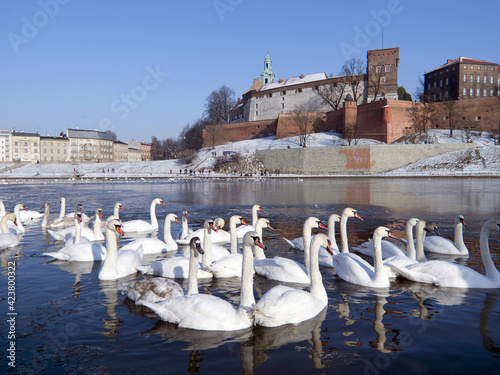 Obraz na płótnie herd of swans on the visula river in cracow with wawel castel in the winter w salonie