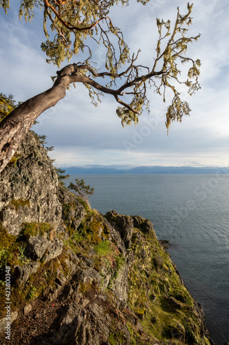 Arbutus tree on the coast of the Salish Sea