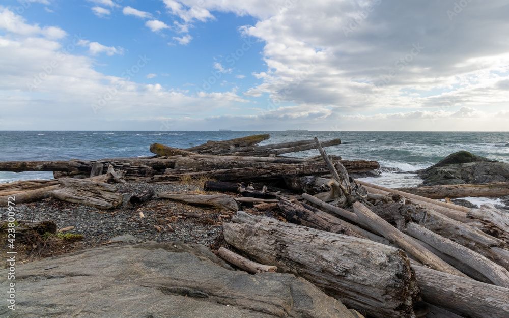 Driftwood on a beach