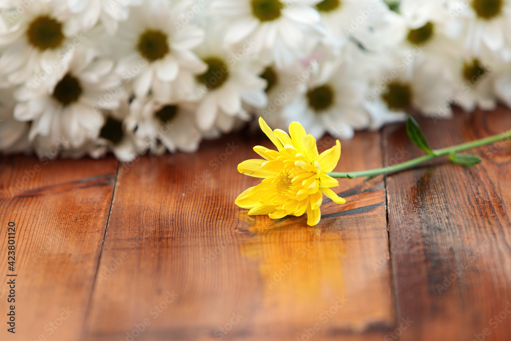One yellow chrysanthemum flower lies on a wooden table against the background of a bouquet of white chrysanthemums in bokeh. One yellow chrysanthemum flower lies on a wooden table against the background of a bouquet of white chrysanthemums in bokeh.