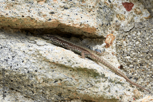 Common wall lizard climbing rocks (Podarcis Muralis) 