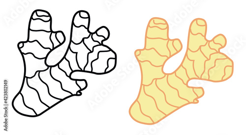 Drawing of a useful ginger root plant for logos and icons