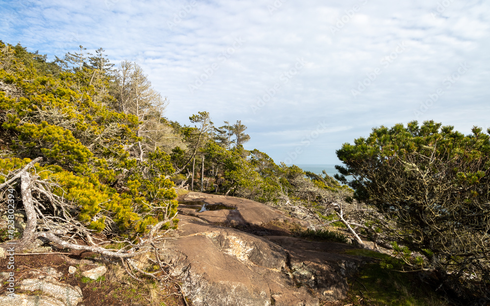 hiking trail on the rocky coast of the Salish Sea
