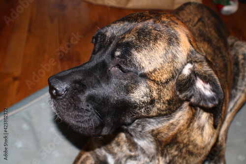 portrait of a brindle dog