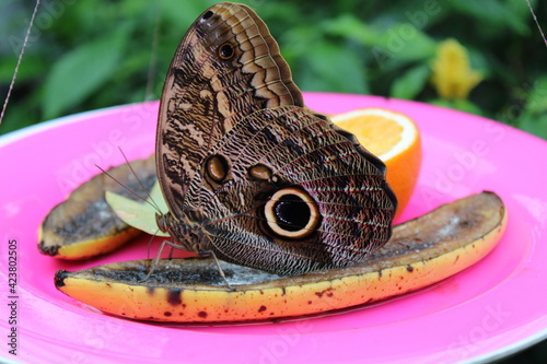 butterfly on a plate