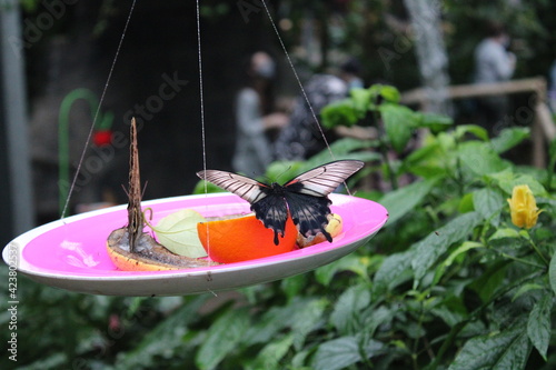 butterflies on fruits