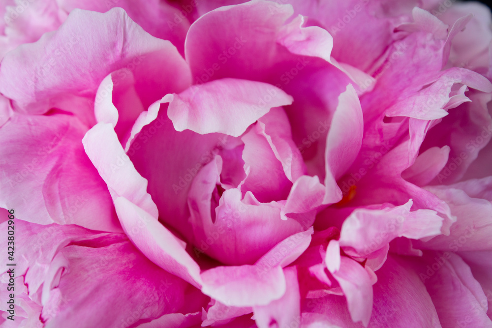 Marco pink peony flower petal background 