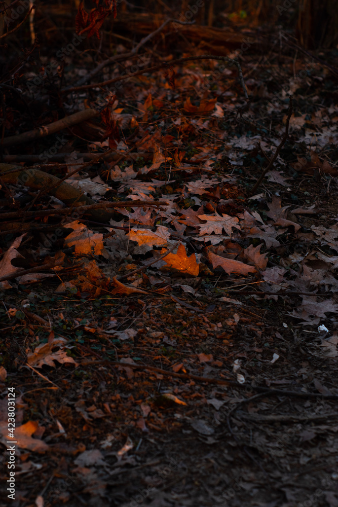 leaves on water