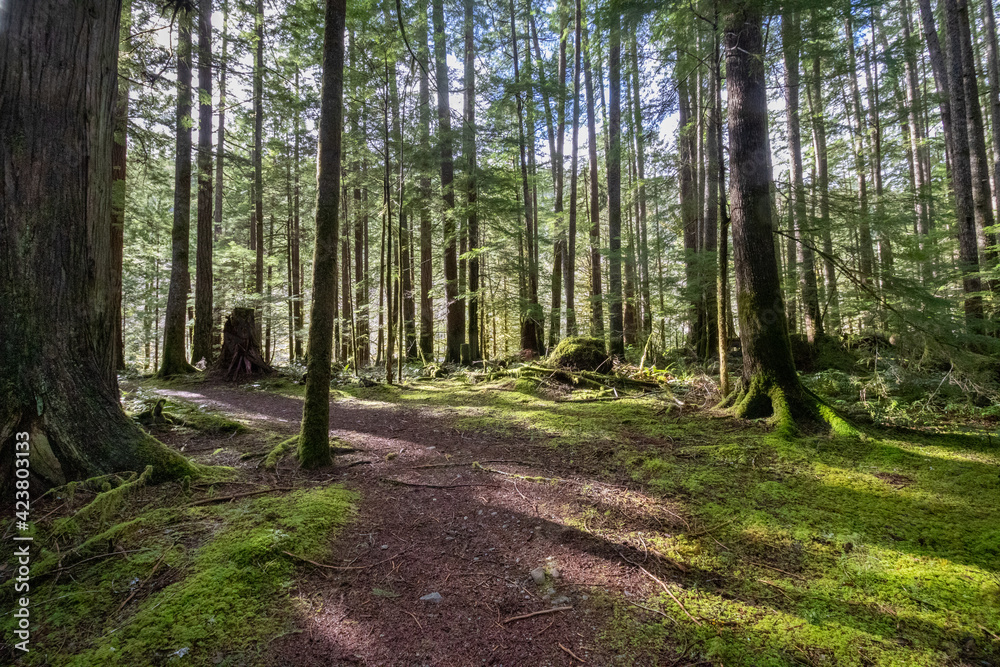path through the forest path through the forest